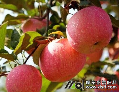 怎么給蘋果施水溶肥 怎么給蘋果施水溶肥