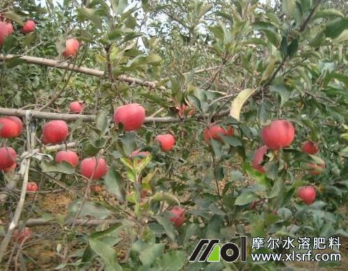 怎么給蘋果施水溶肥 怎么給蘋果施水溶肥