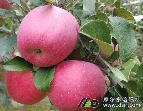 怎么給蘋果施水溶肥 怎么給蘋果施水溶肥