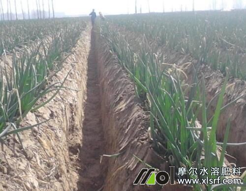 長(zhǎng)白蔥施什么水溶肥好 長(zhǎng)白蔥施什么水溶肥好