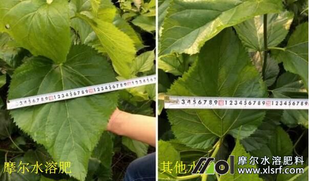 水溶肥使用對比 水溶肥使用對比