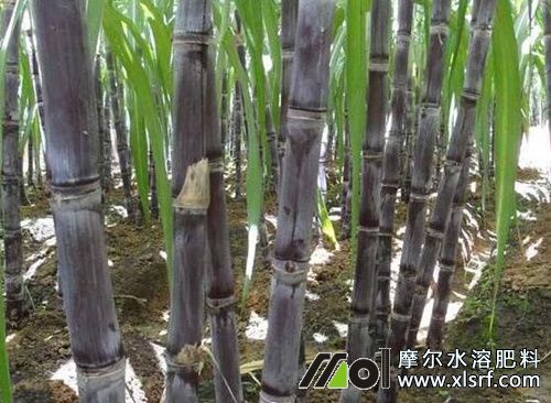 讓甘蔗長(zhǎng)高長(zhǎng)粗方法 讓甘蔗長(zhǎng)高長(zhǎng)粗方法