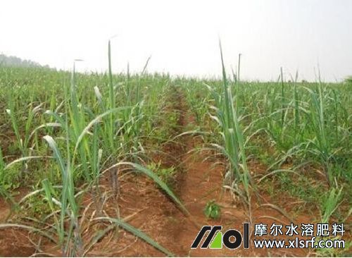 甘蔗苗期施肥 甘蔗苗期施肥