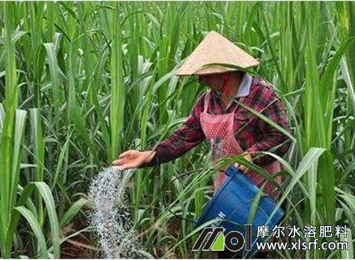 甘蔗拔節(jié)期施肥 甘蔗拔節(jié)期施肥