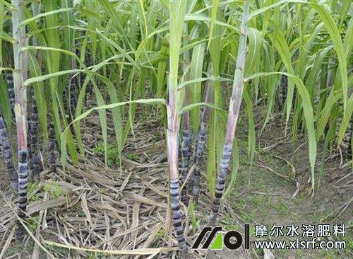 甘蔗壯尾期施肥 甘蔗壯尾期施肥