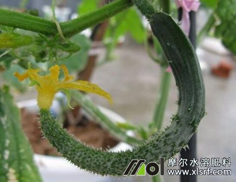 黃瓜彎曲原因 黃瓜彎曲原因