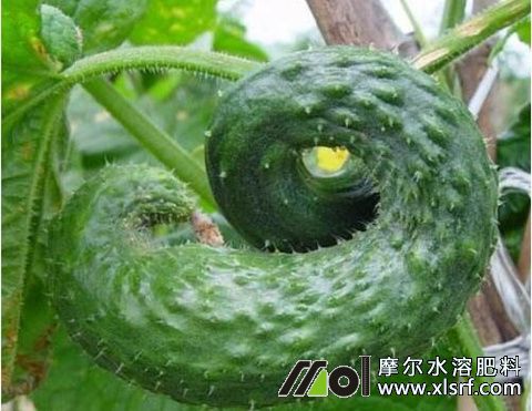 黃瓜彎曲原因 黃瓜彎曲原因