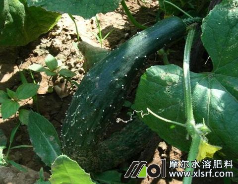 黃瓜彎曲原因 黃瓜彎曲原因