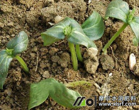 黃瓜苗萎縮原因 黃瓜苗萎縮原因