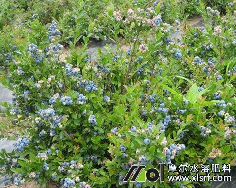 藍(lán)莓暖棚用什么肥 藍(lán)莓暖棚用什么肥