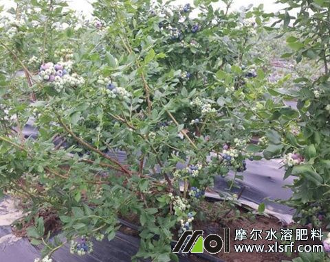 藍(lán)莓暖棚用什么肥 藍(lán)莓暖棚用什么肥