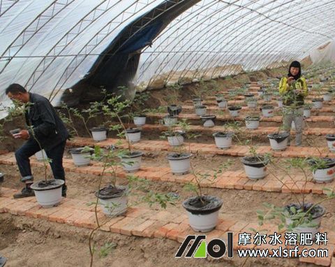 藍(lán)莓水溶肥用法 藍(lán)莓水溶肥用法