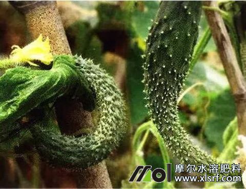黃瓜尖嘴瓜原因 黃瓜尖嘴瓜原因
