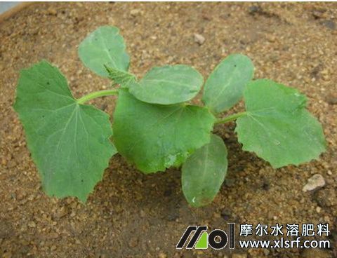 黃瓜苗期施水溶肥 黃瓜苗期施水溶肥