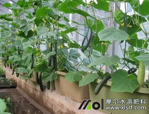 黃瓜結(jié)瓜期施水溶肥 黃瓜結(jié)瓜期施水溶肥