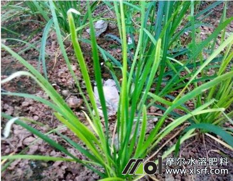 韭菜缺素表現(xiàn) 韭菜缺素表現(xiàn)