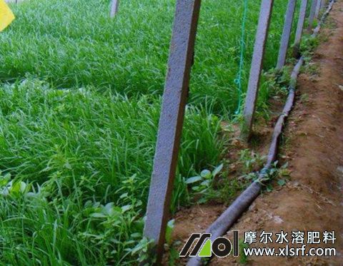 韭菜水溶肥用量 韭菜水溶肥用量