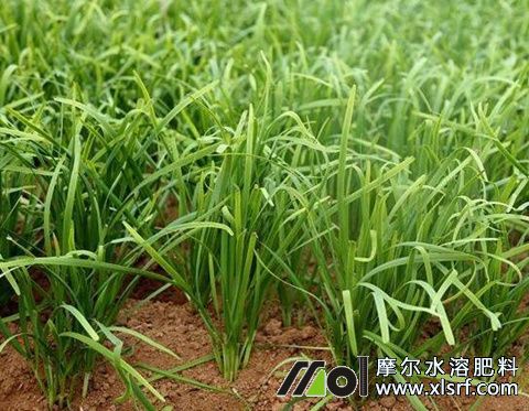 二刀韭菜施肥 二刀韭菜施肥