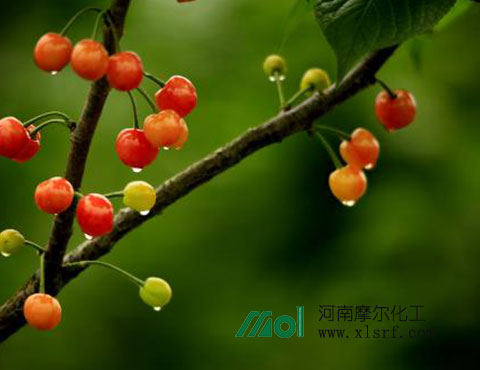 種櫻桃用什么肥料 種櫻桃用什么肥料