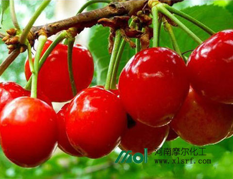 種櫻桃用什么肥料 種櫻桃用什么肥料