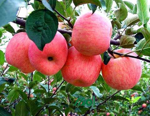 果樹施肥 果樹施肥