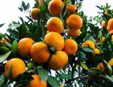 柑橘施肥 柑橘施肥