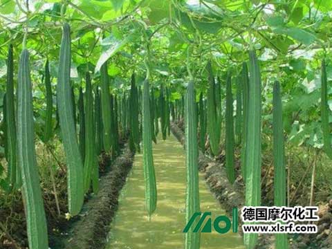 絲瓜施水溶肥 絲瓜施水溶肥