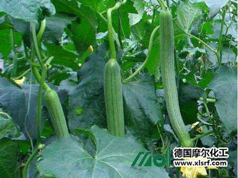 絲瓜怎么施肥 絲瓜怎么施肥