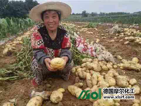 馬鈴薯施葉面肥 馬鈴薯施葉面肥