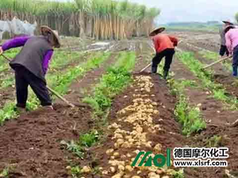 馬鈴薯高產(chǎn) 馬鈴薯高產(chǎn)
