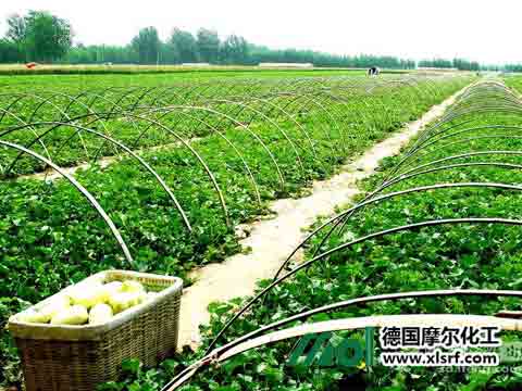 甜瓜高產(chǎn) 甜瓜高產(chǎn)