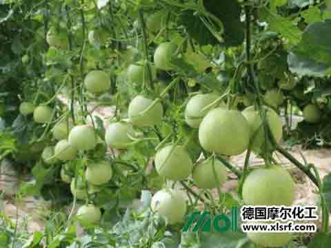 甜瓜施肥 甜瓜施肥