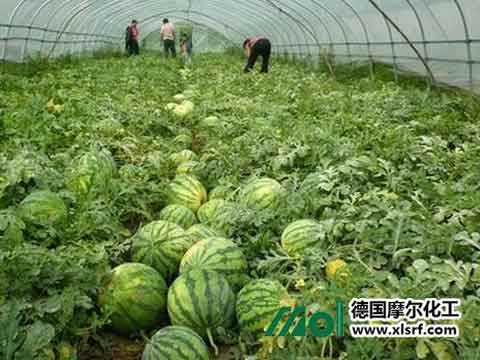 西瓜施肥技術(shù) 西瓜施肥技術(shù)