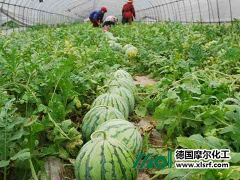 西瓜施肥花千果 西瓜施肥花千果