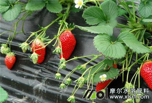 草莓果小不甜原因 草莓果小不甜原因