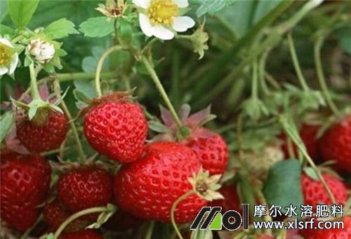 草莓個頭小不甜原因 草莓個頭小不甜原因
