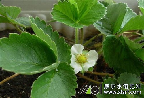 草莓花期施肥 草莓花期施肥