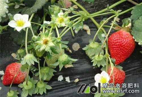 草莓結(jié)果期追肥 草莓結(jié)果期追肥