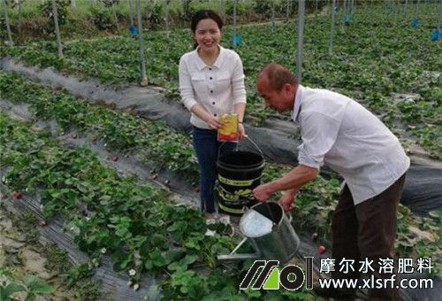 草莓追施水溶肥 草莓追施水溶肥