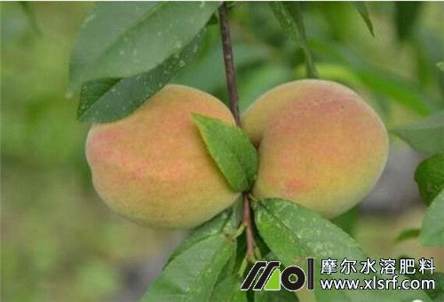 桃樹膨果期 桃樹膨果期