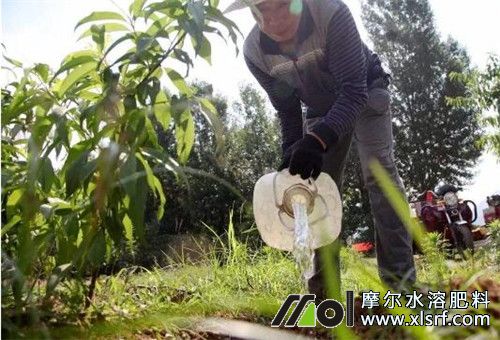 油桃樹追施水溶肥料 油桃樹追施水溶肥料