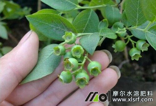 藍(lán)莓樹施肥 藍(lán)莓樹施肥