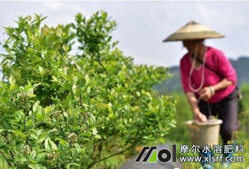 藍(lán)莓施肥注意 藍(lán)莓施肥注意