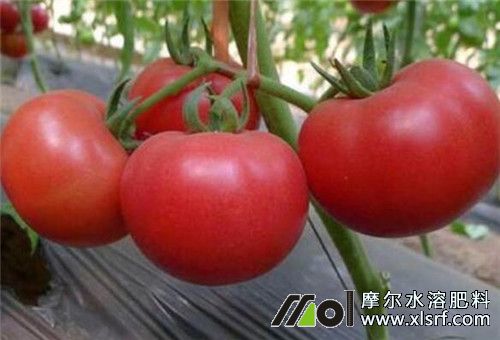 西紅柿膨果慢原因 西紅柿膨果慢原因