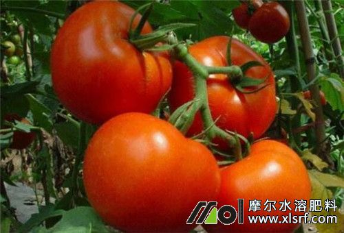西紅柿膨果慢原因 西紅柿膨果慢原因