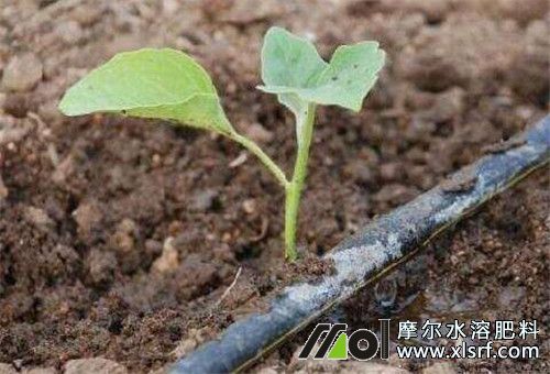 高氮水溶肥用法 高氮水溶肥用法