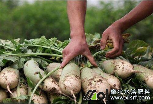 種蘿卜選肥 種蘿卜選肥