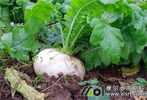 種蘿卜用肥 種蘿卜用肥