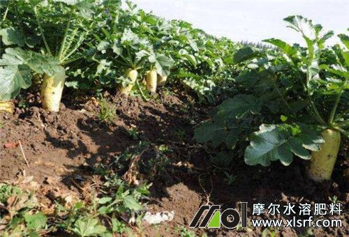 種蘿卜施水溶肥 種蘿卜施水溶肥