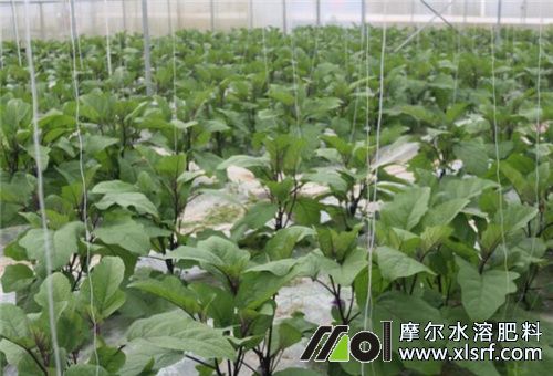 水溶肥菜地肥效 水溶肥菜地肥效